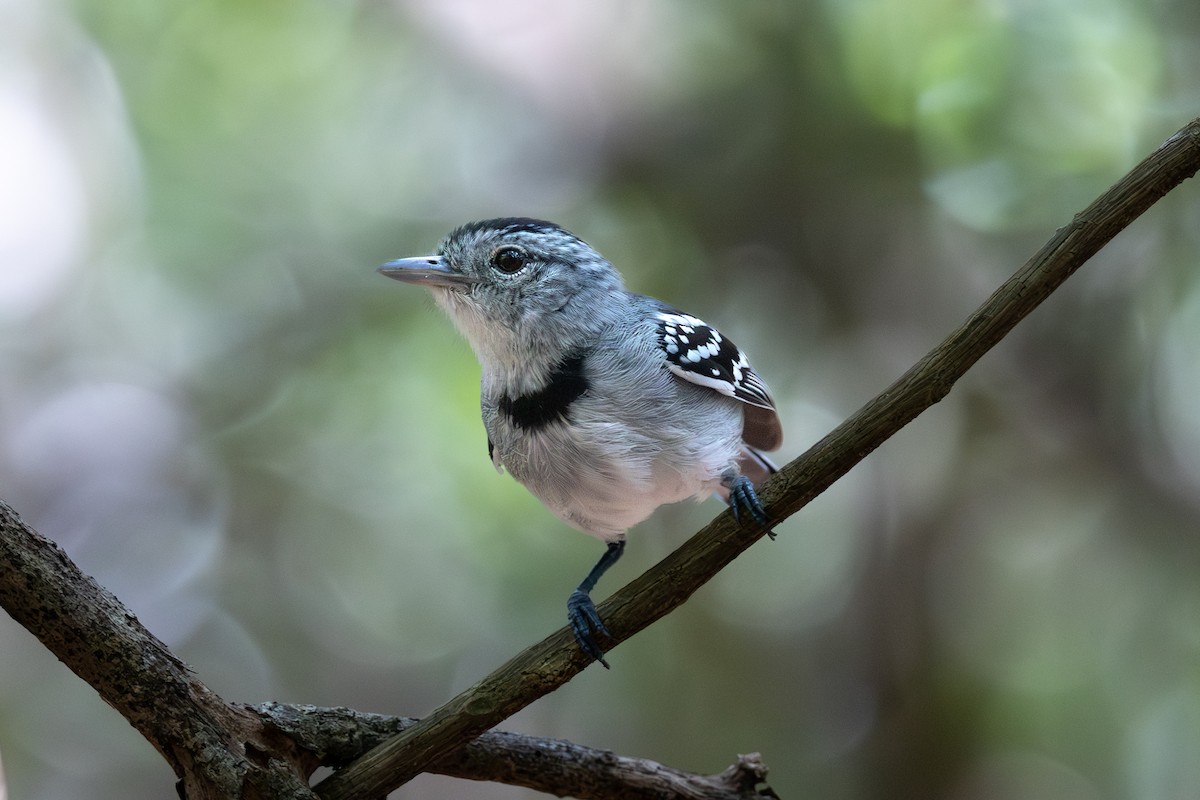 Pectoral Antwren - ML644722629