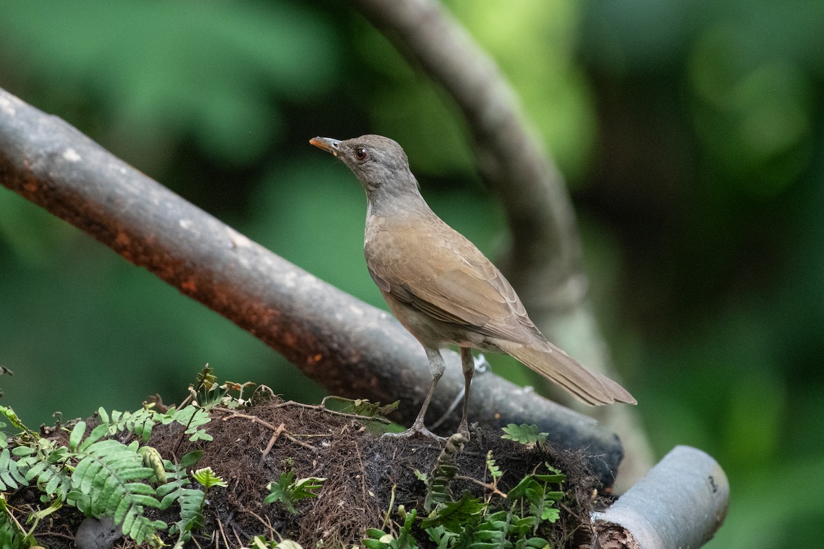 Pale-breasted Thrush - ML644722635