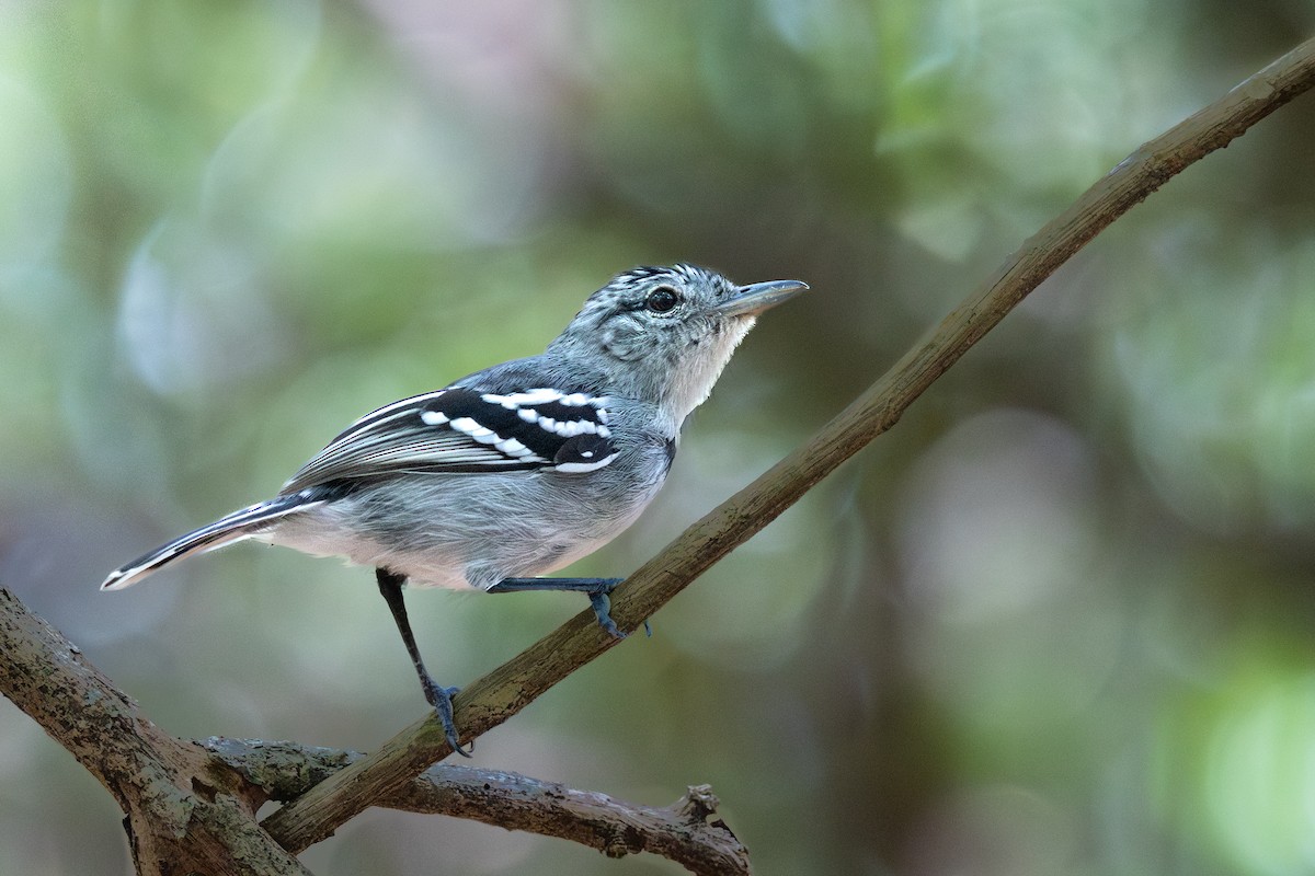 Pectoral Antwren - ML644722636