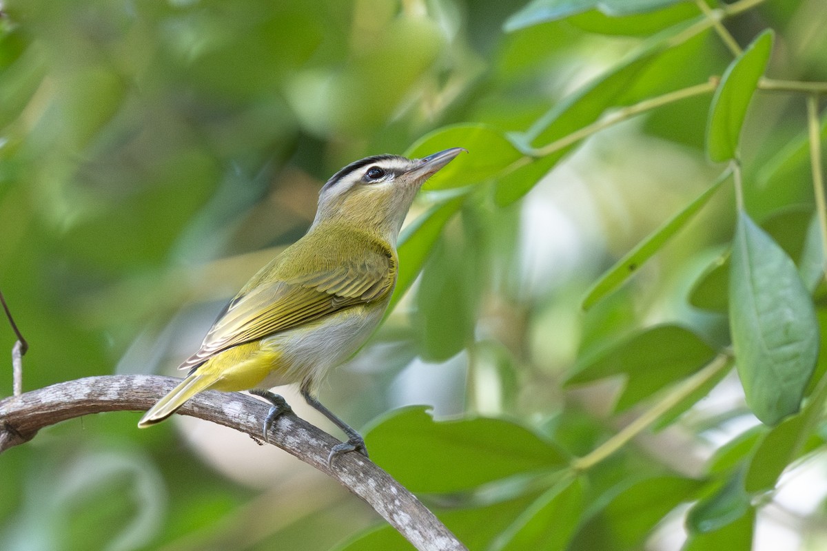 Chivi Vireo - ML644722641