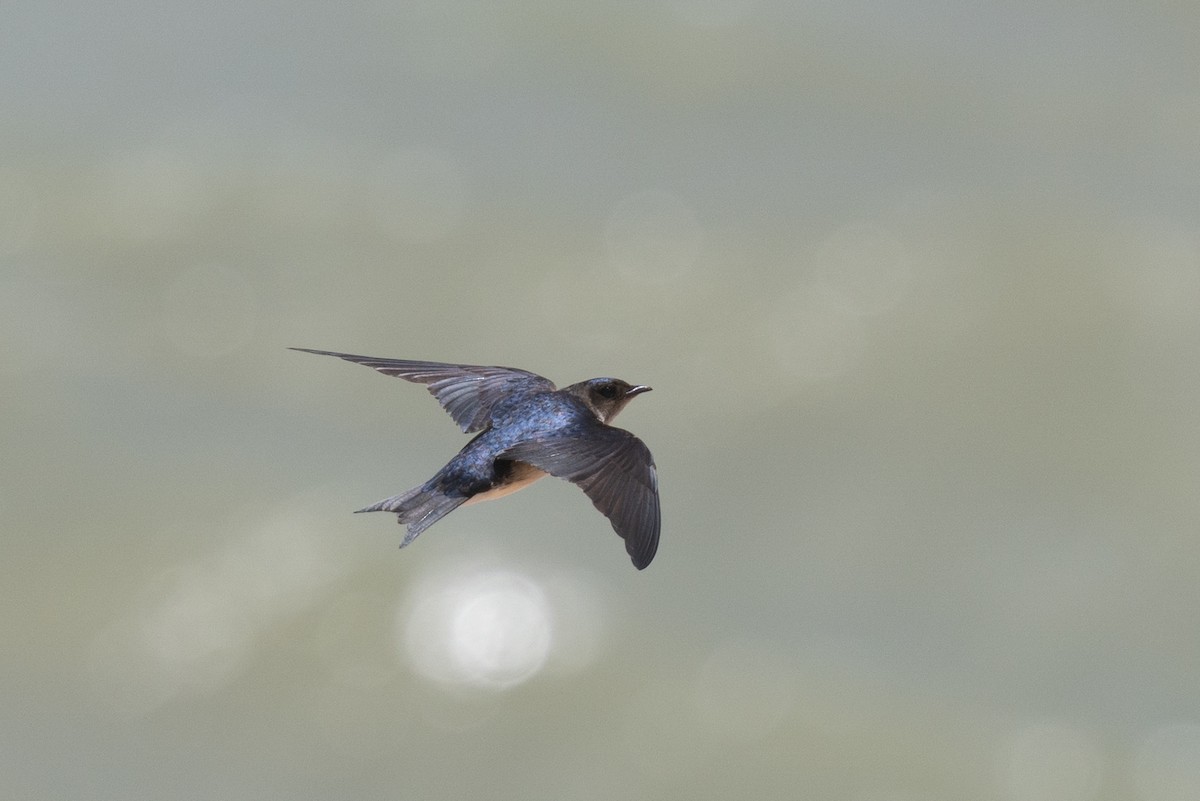 Gray-breasted Martin - ML644722646