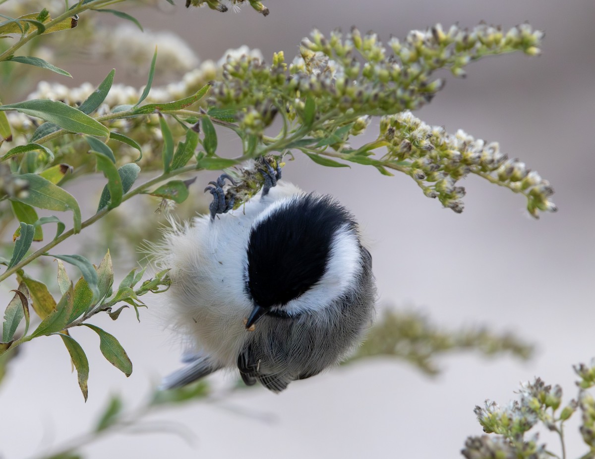 Black-capped Chickadee - ML644722649