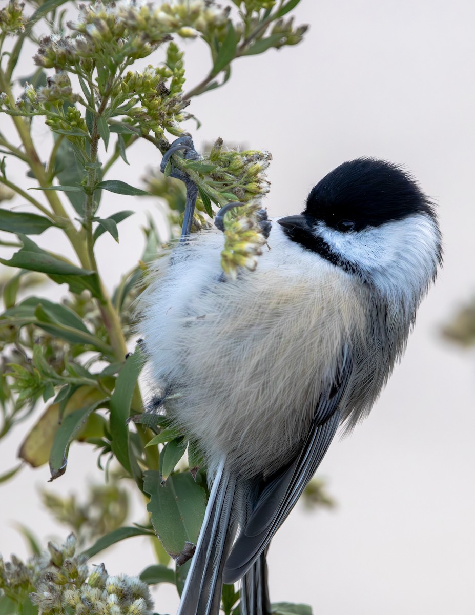 Black-capped Chickadee - ML644722650
