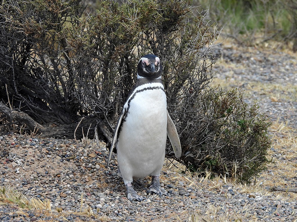 Magellanic Penguin - ML644722655