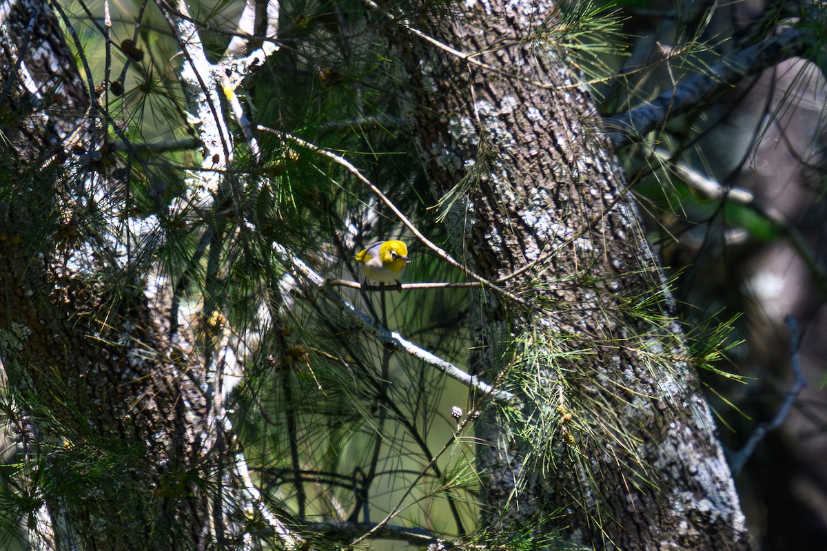 Silvereye - ML644722658