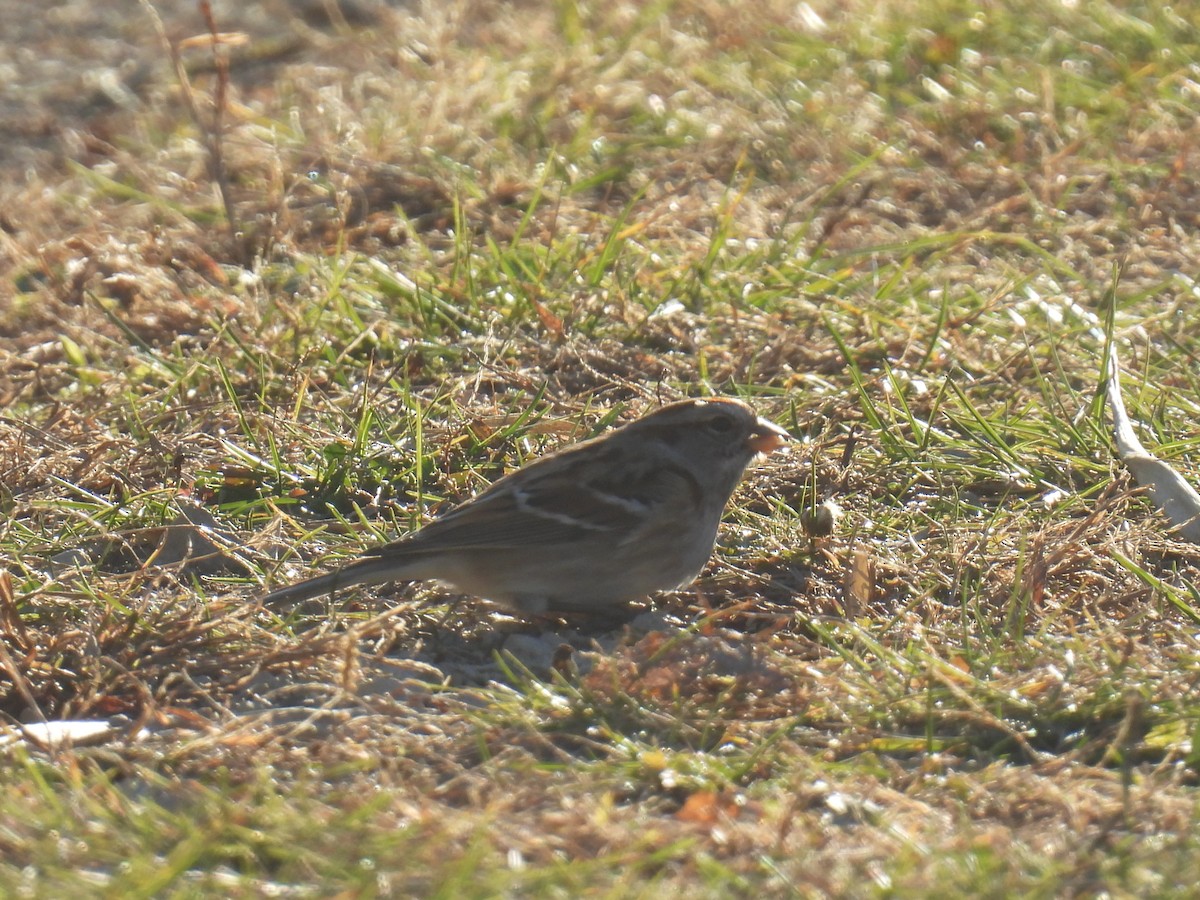 American Tree Sparrow - ML644722673