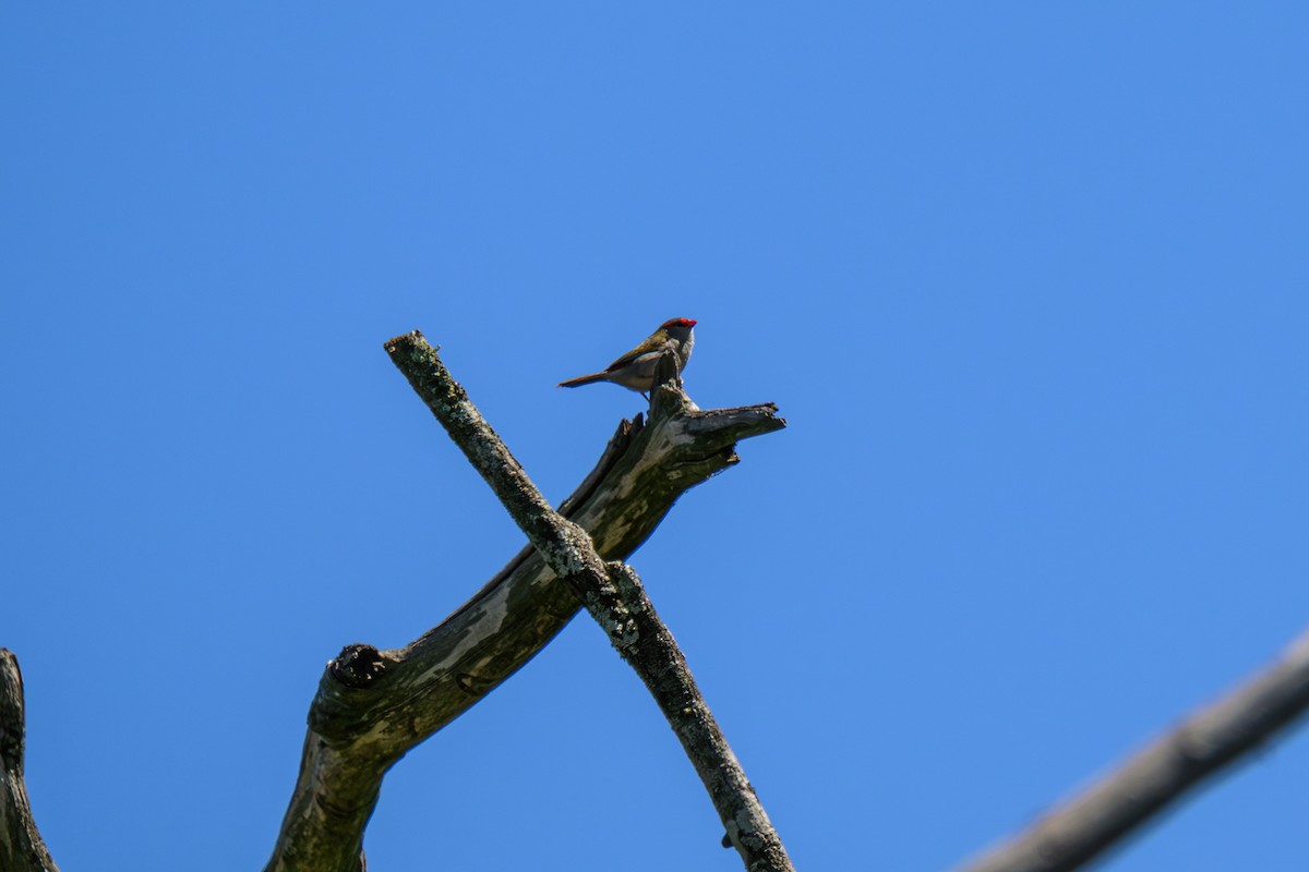 Red-browed Firetail - ML644722677
