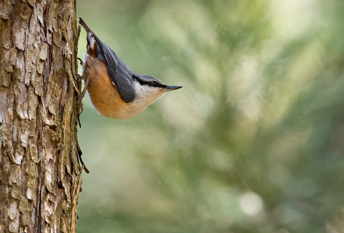 Eurasian Nuthatch - ML644722683