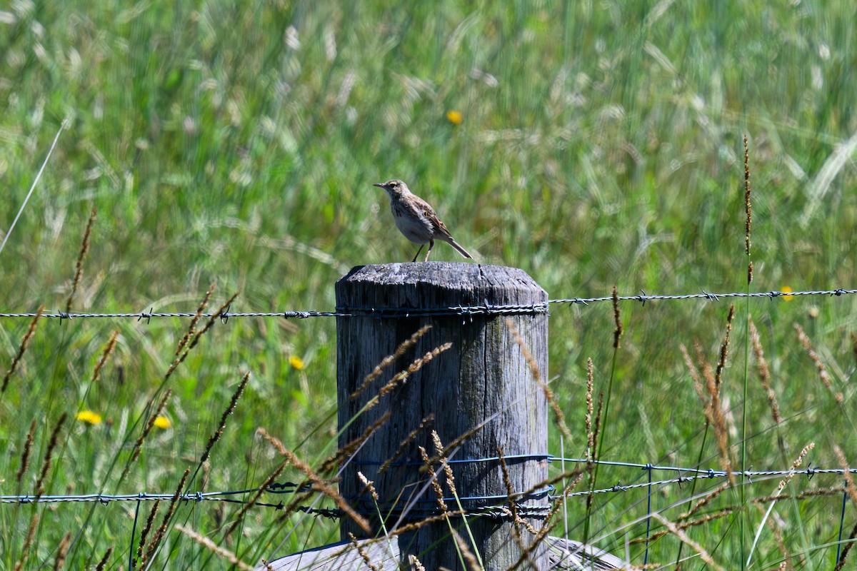 Australian Pipit - ML644722687