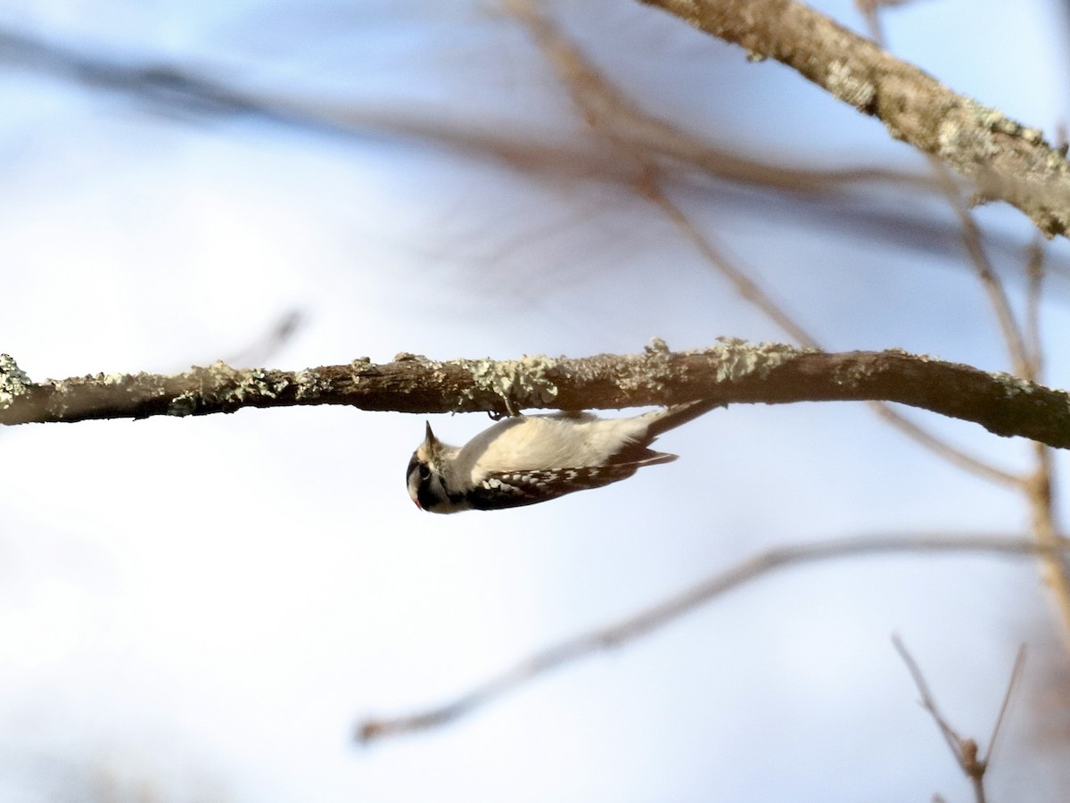 strakapoud osikový - ML644722692