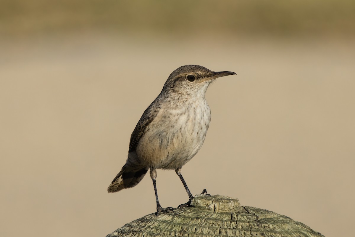 Rock Wren - ML644722693