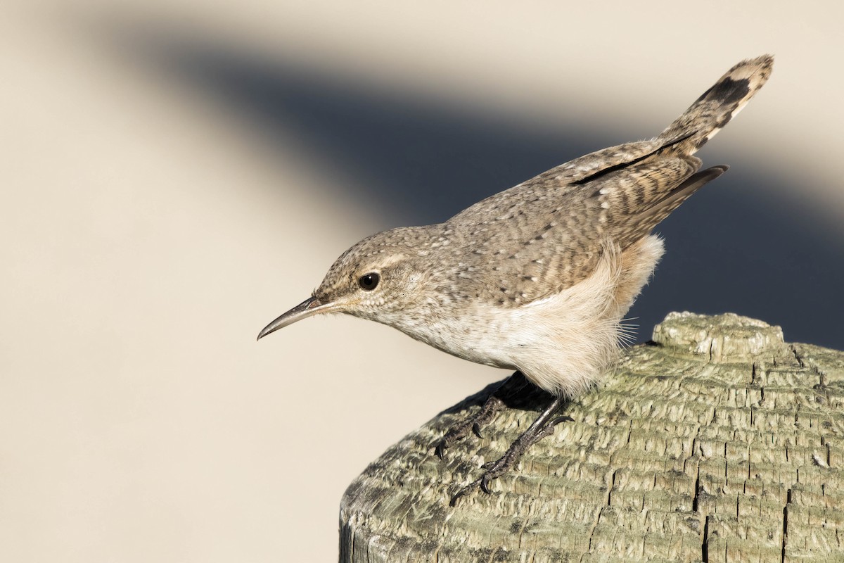 Rock Wren - ML644722694