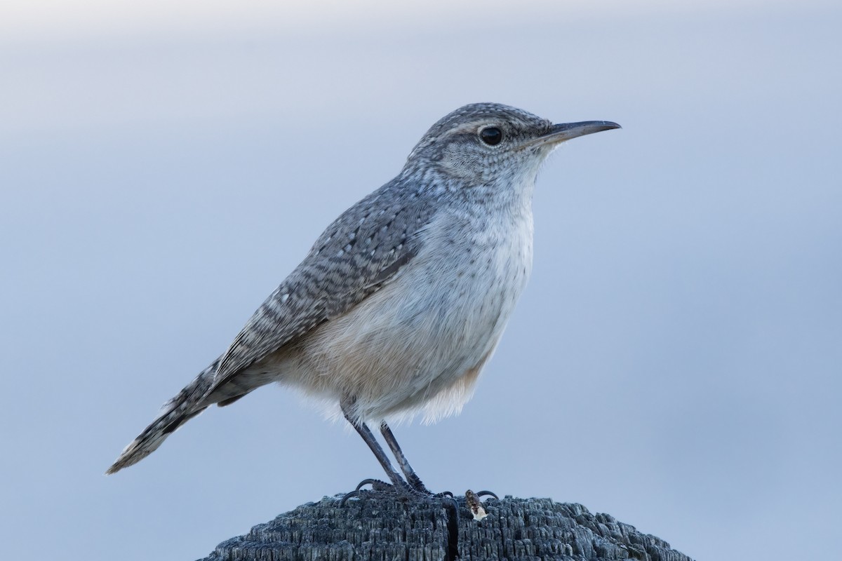 Rock Wren - ML644722695