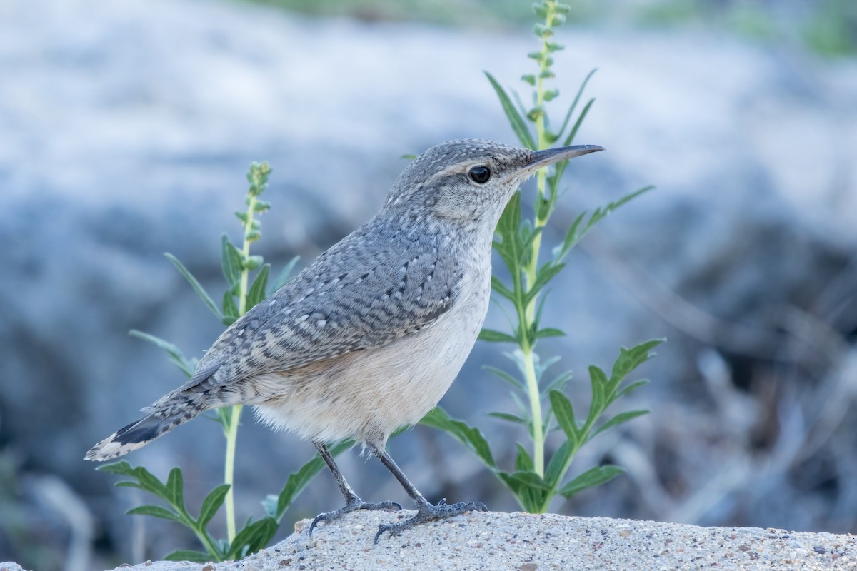 Rock Wren - ML644722696