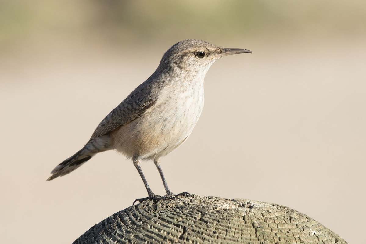 Rock Wren - ML644722697