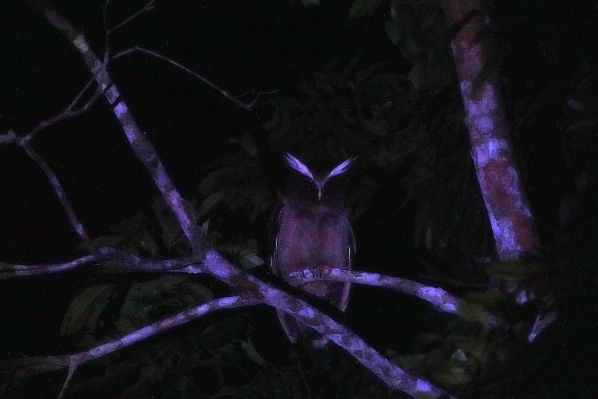 Crested Owl - ML644722698