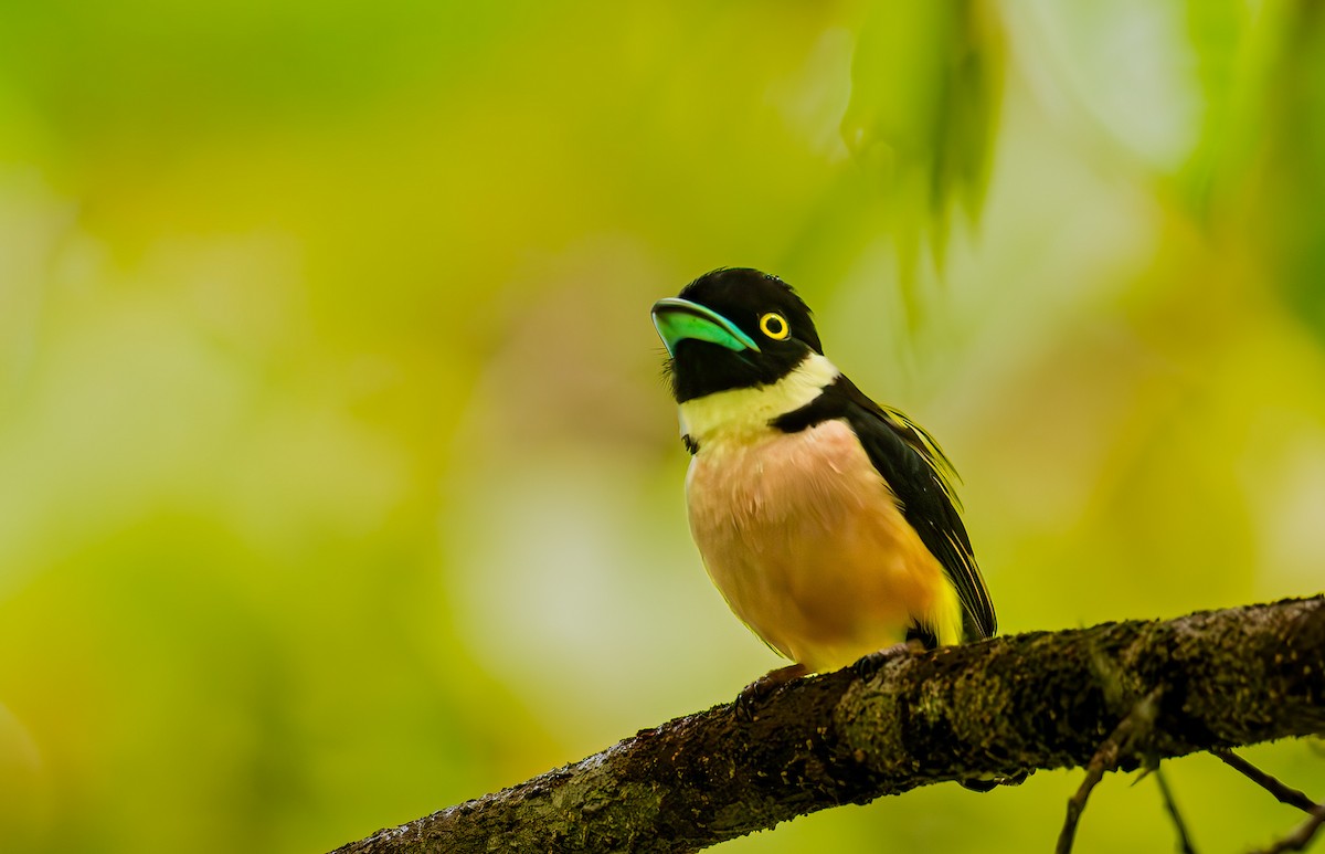 Black-and-yellow Broadbill - ML644722705