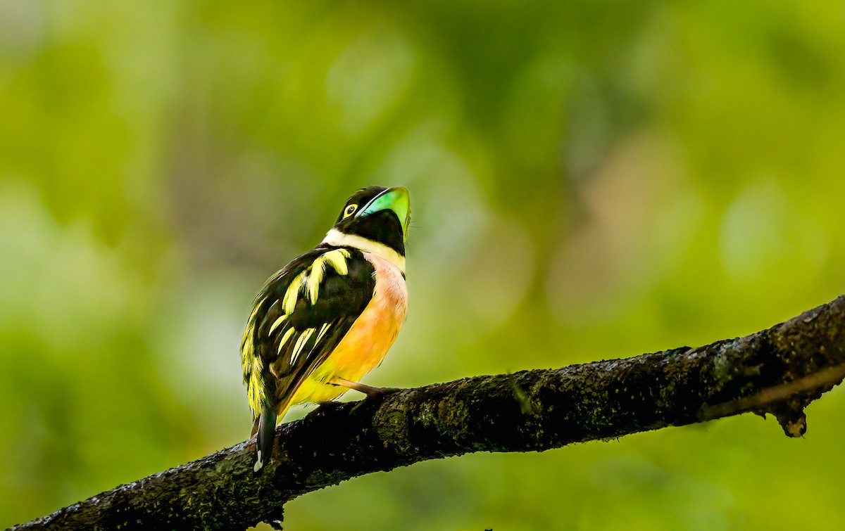 Black-and-yellow Broadbill - ML644722707
