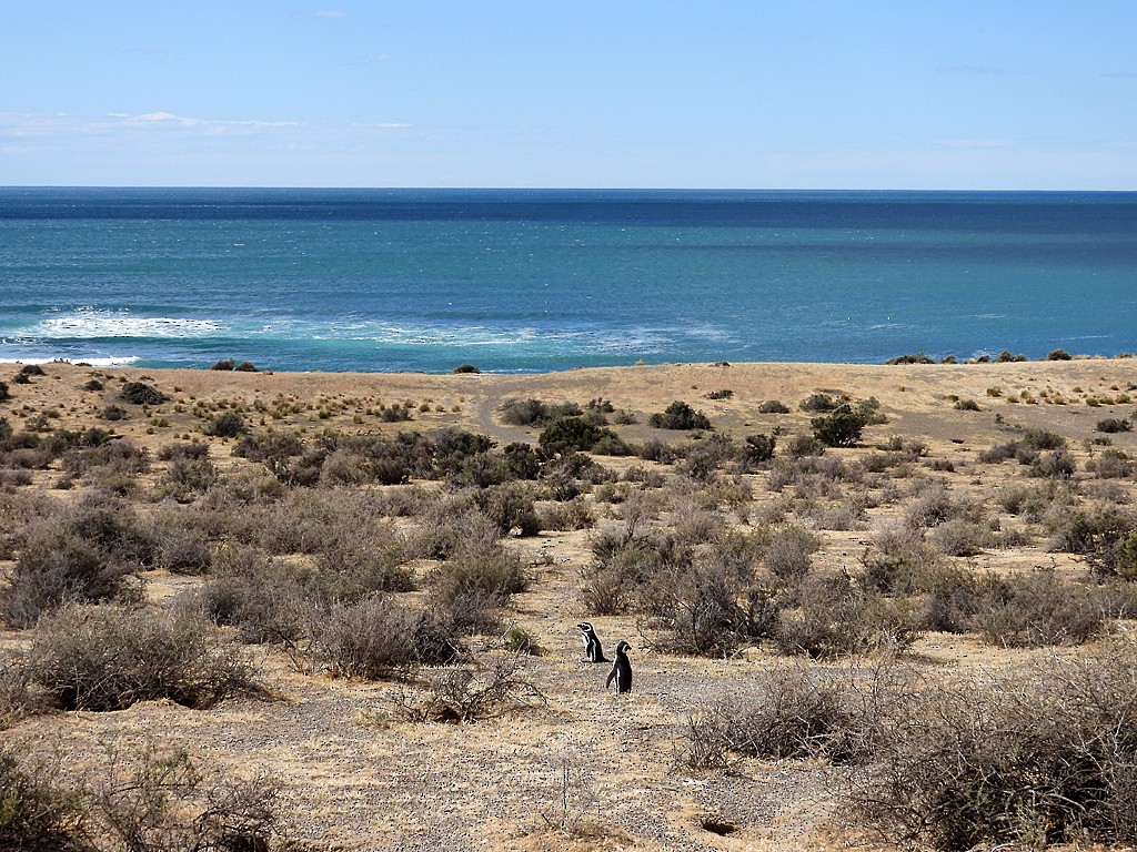 Magellanic Penguin - ML644722710