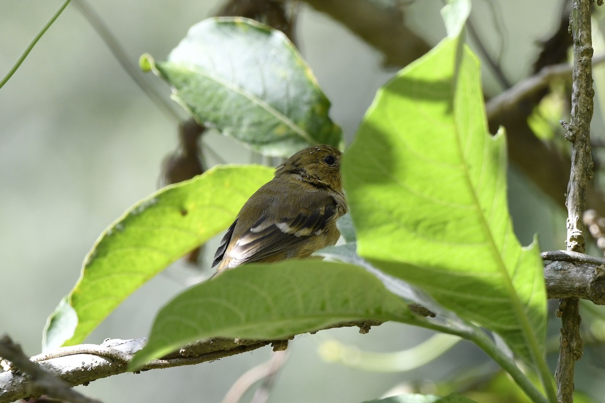 Morelet's Seedeater - ML644722714