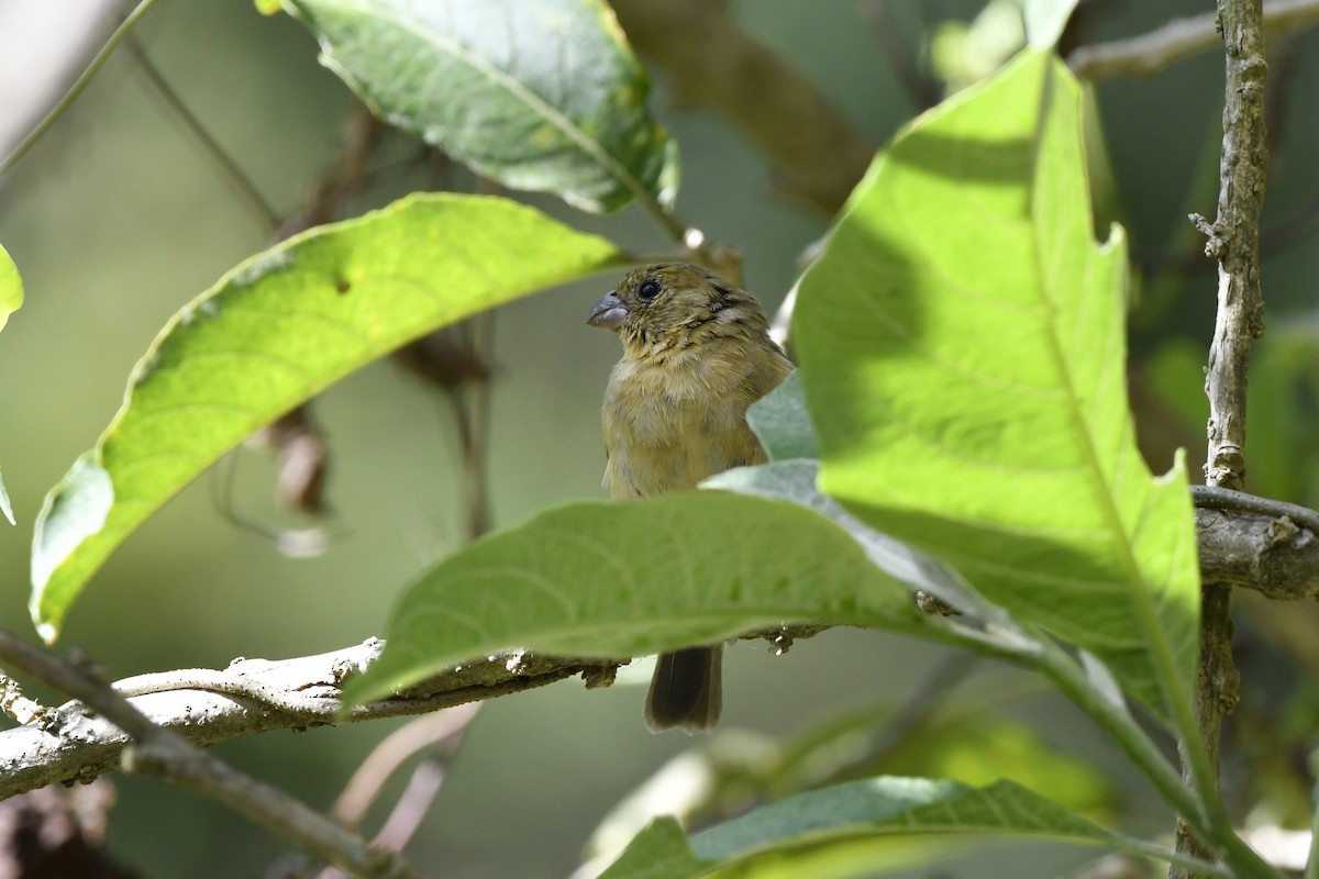 Morelet's Seedeater - ML644722715