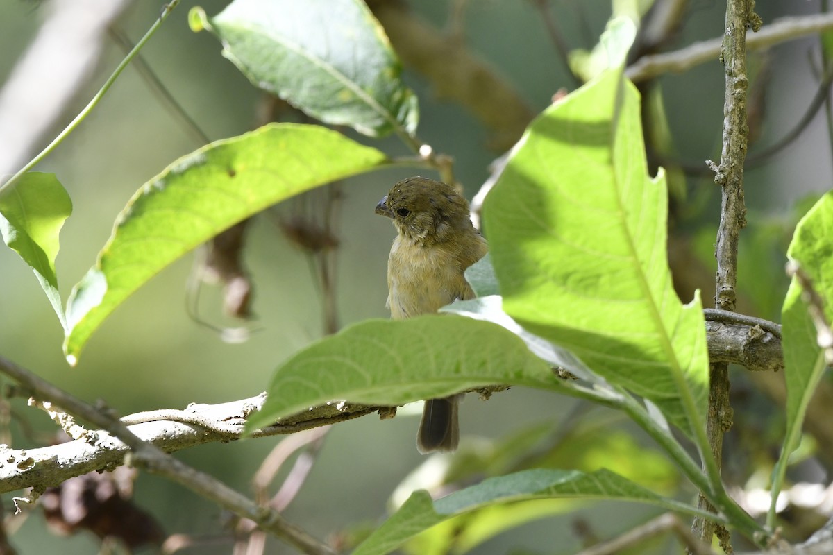 Morelet's Seedeater - ML644722716