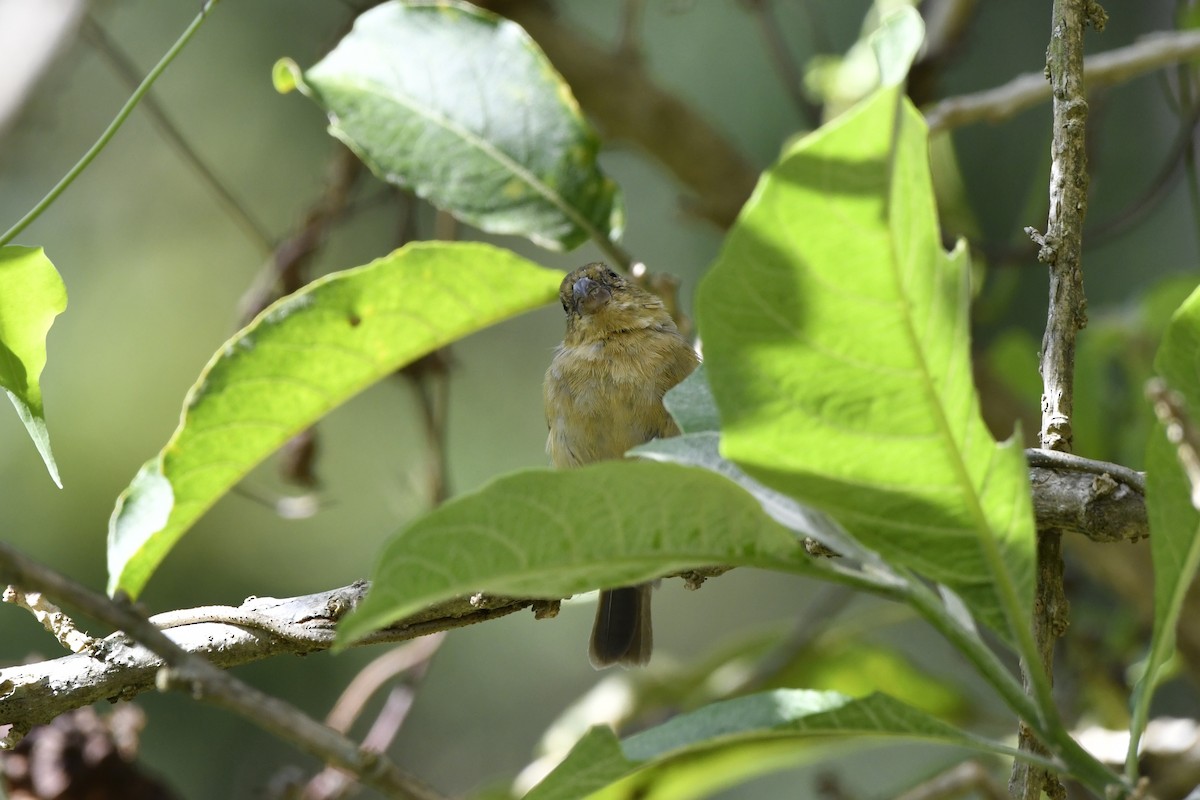 Morelet's Seedeater - ML644722717