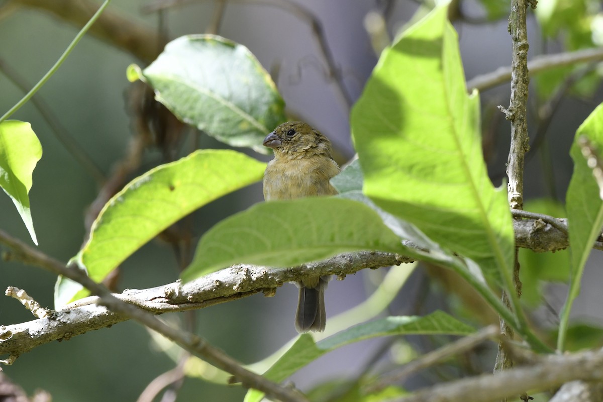 Morelet's Seedeater - ML644722718