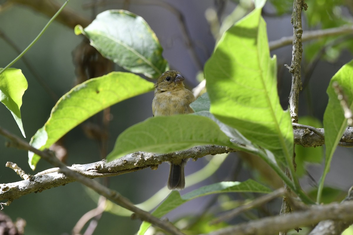 Morelet's Seedeater - ML644722719