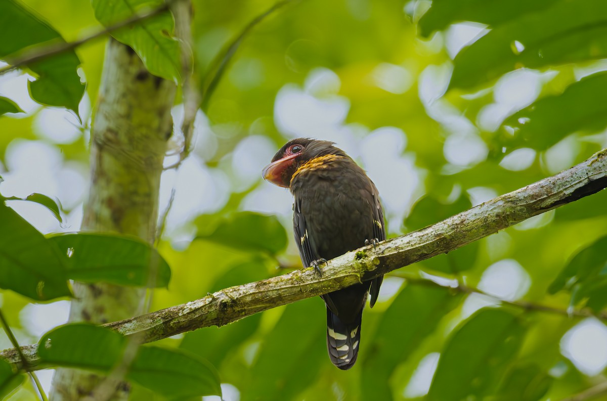 Dusky Broadbill - ML644722720