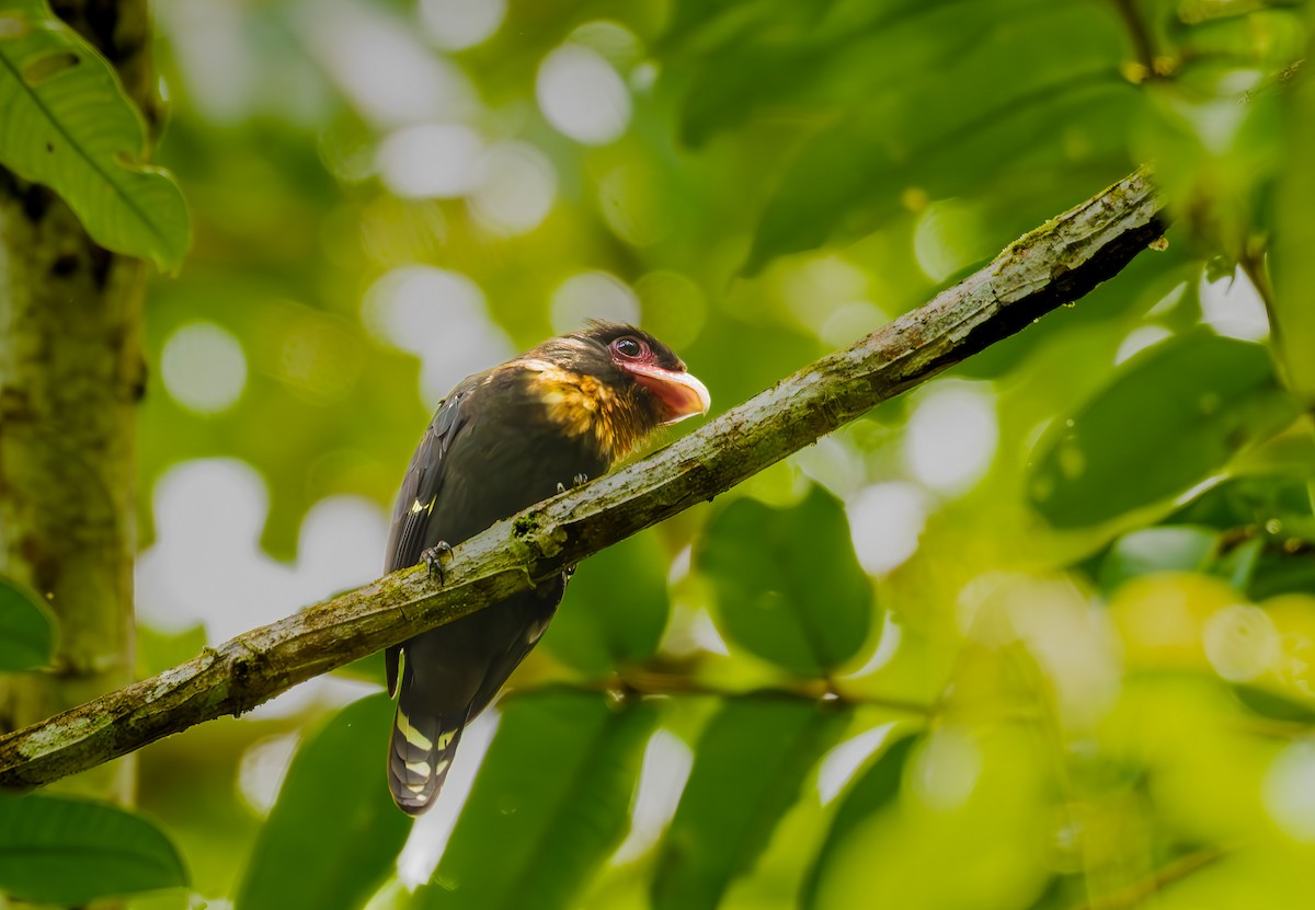 Dusky Broadbill - ML644722721