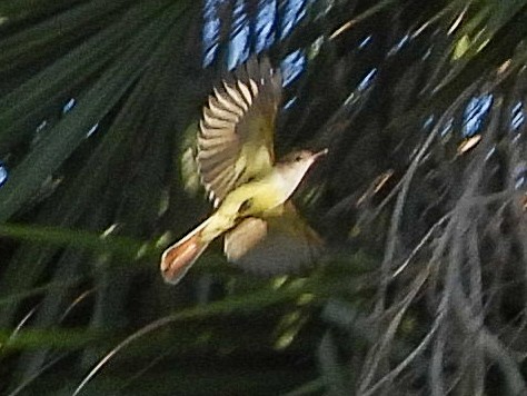 Brown-crested Flycatcher - ML644722723