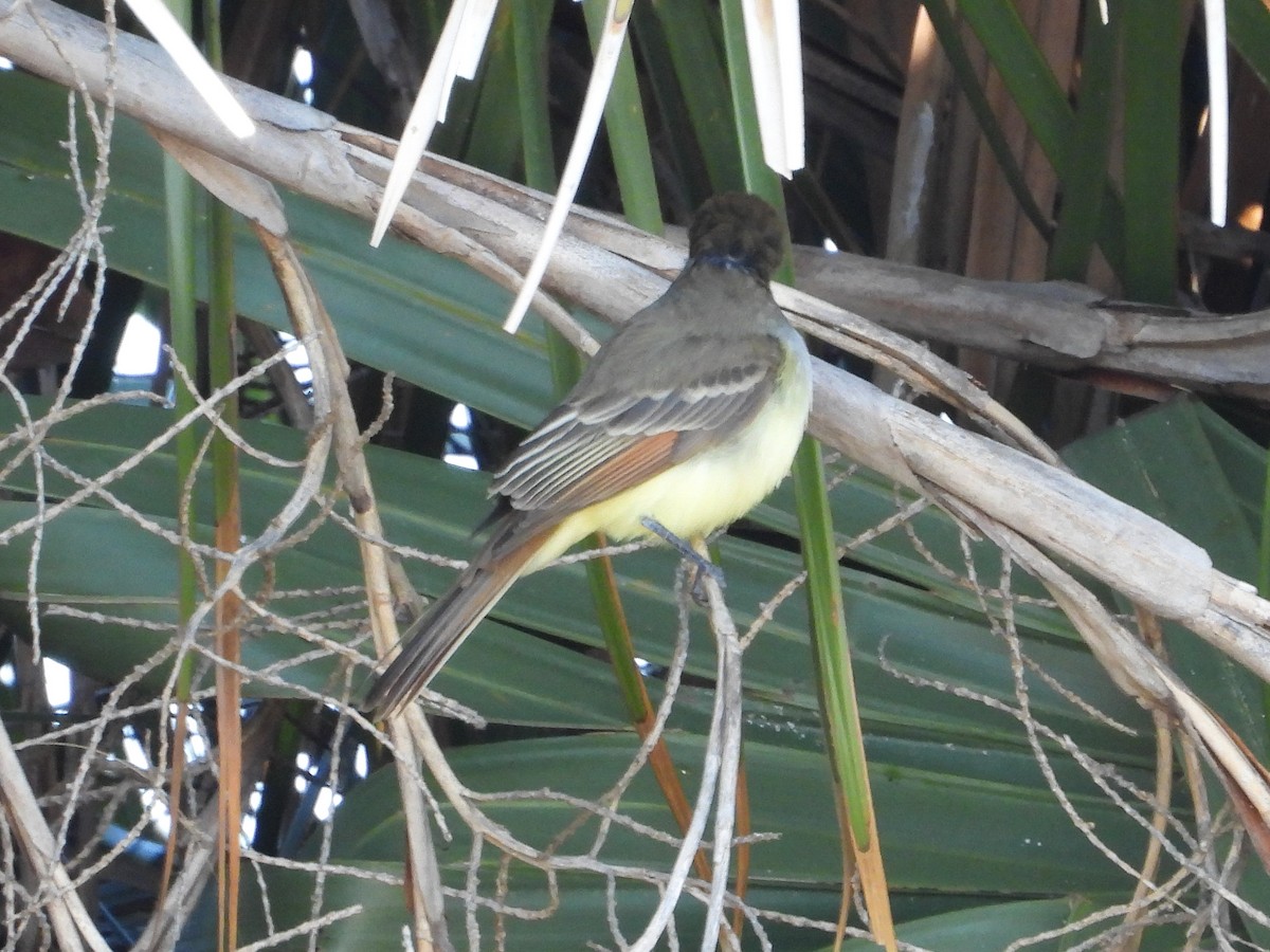 Brown-crested Flycatcher - ML644722724