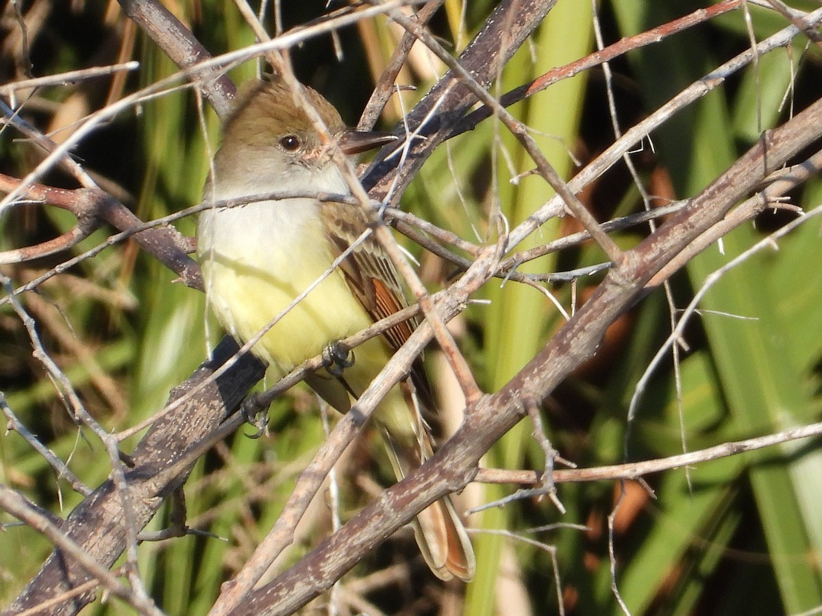 Brown-crested Flycatcher - ML644722726