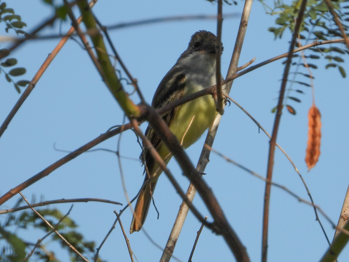 Brown-crested Flycatcher - ML644722727