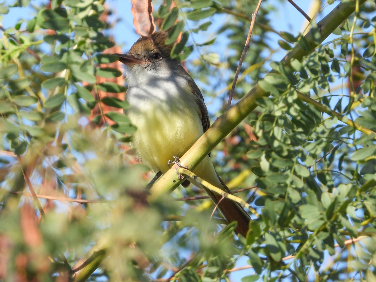 Brown-crested Flycatcher - ML644722729