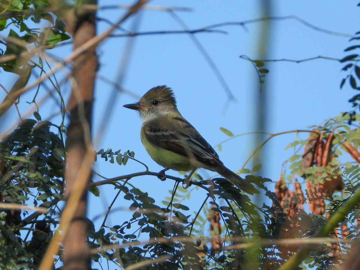 Brown-crested Flycatcher - ML644722730