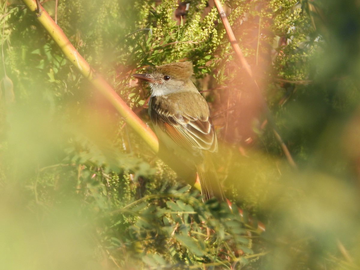 Brown-crested Flycatcher - ML644722731