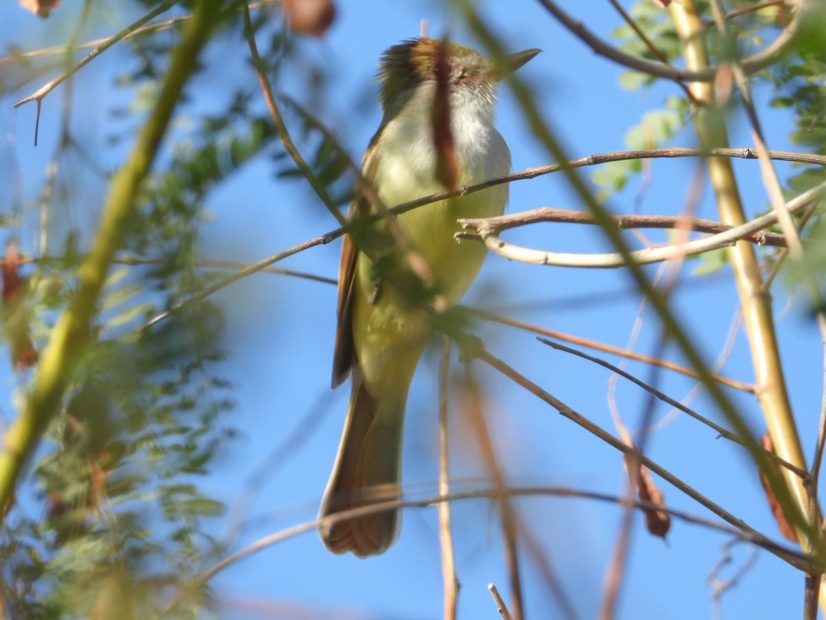 Brown-crested Flycatcher - ML644722732