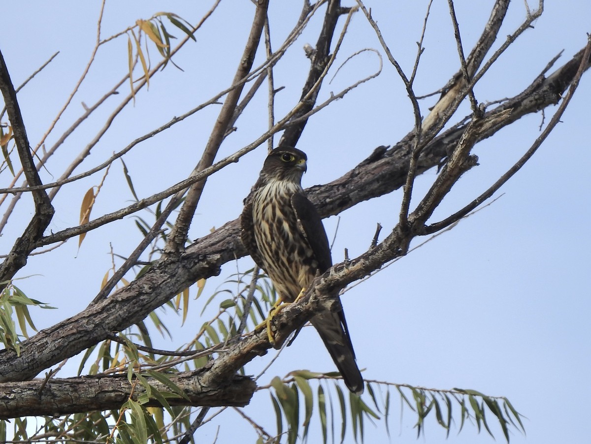 Merlin - ML644722733