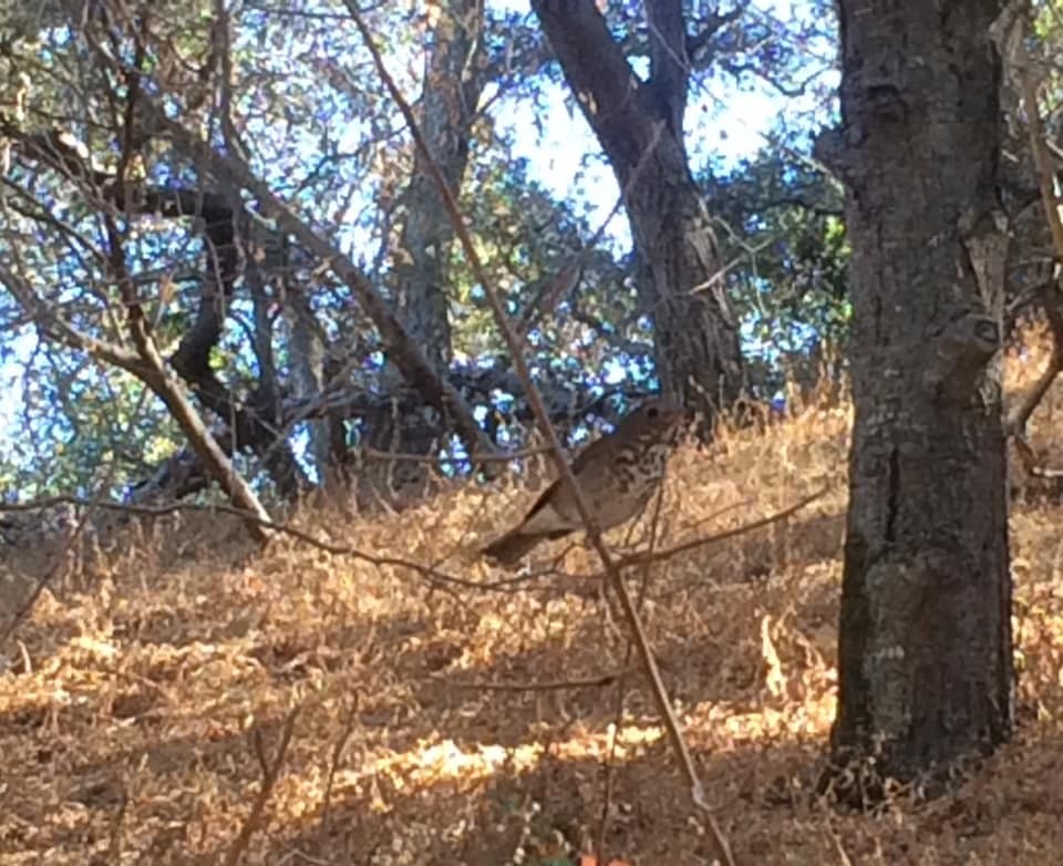 Hermit Thrush - ML644722734