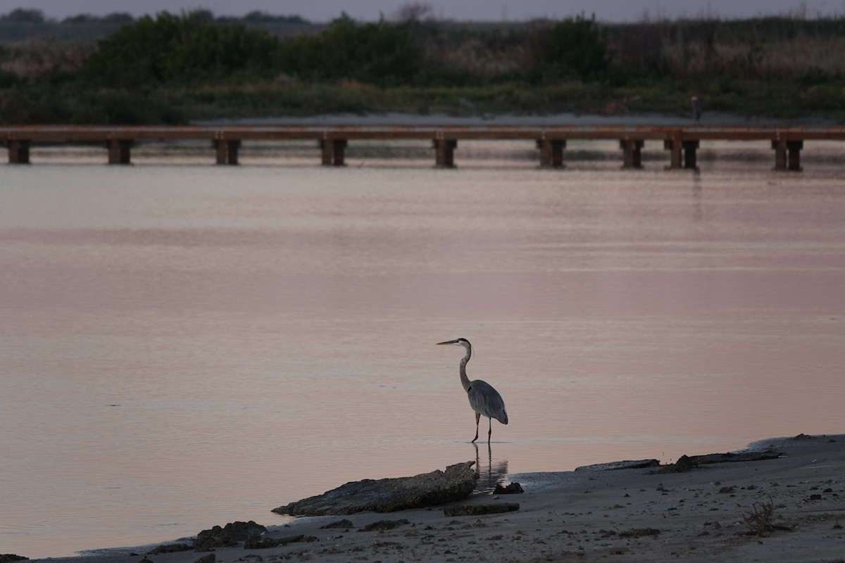 Great Blue Heron - ML644722735