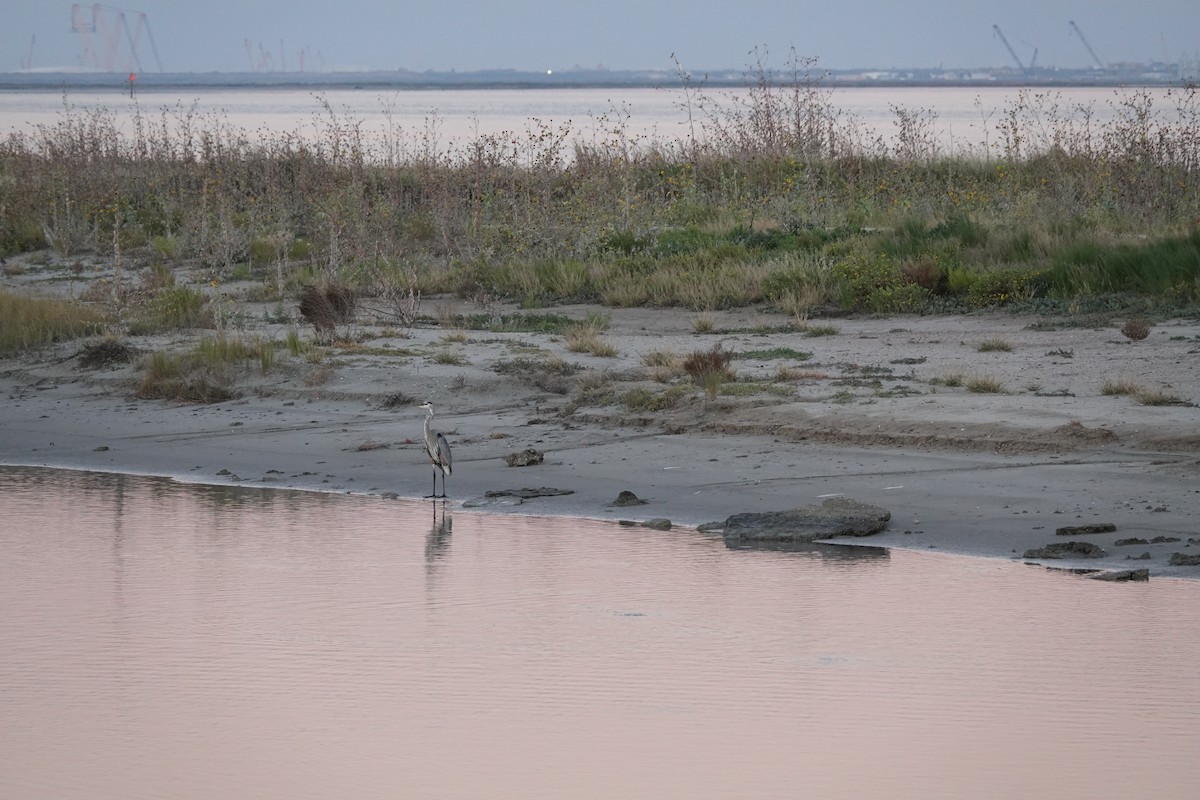 Great Blue Heron - ML644722736