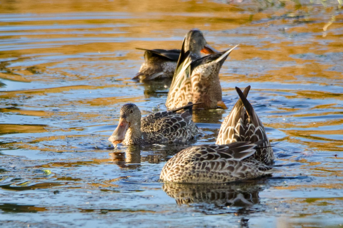 Northern Shoveler - ML644722737