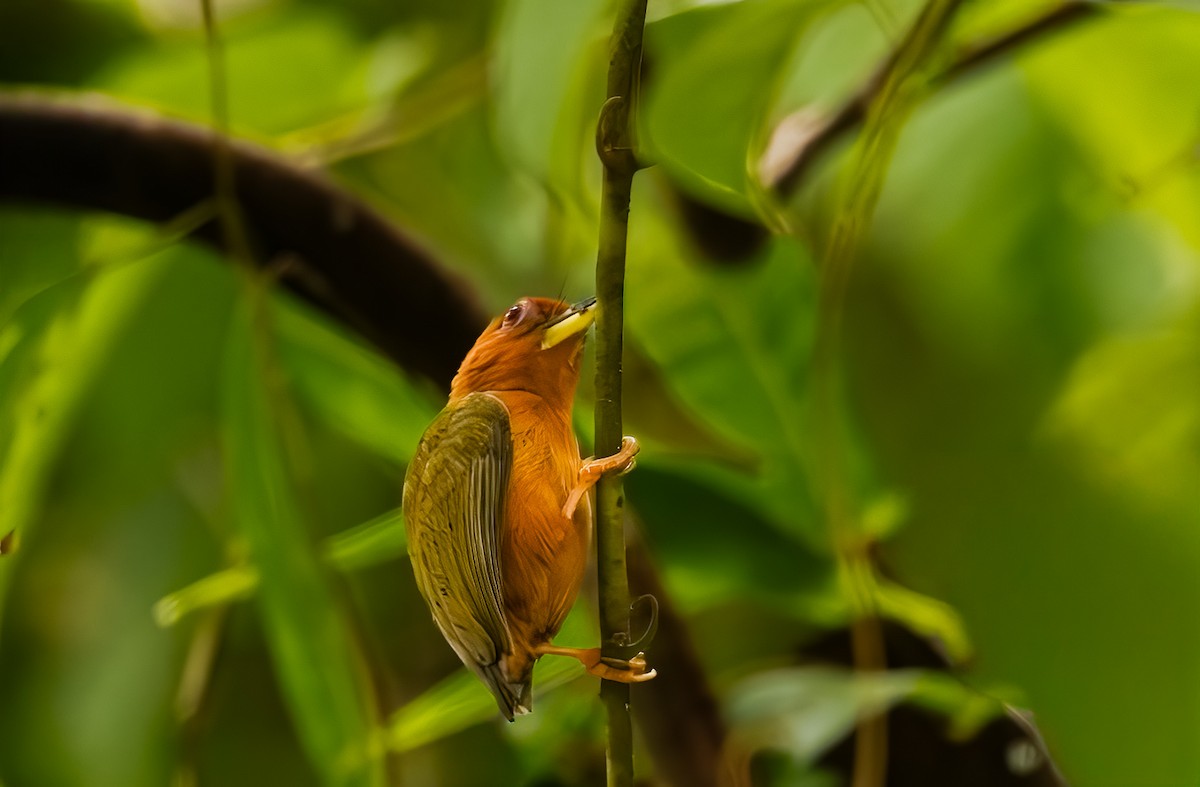 Rufous Piculet - ML644722738