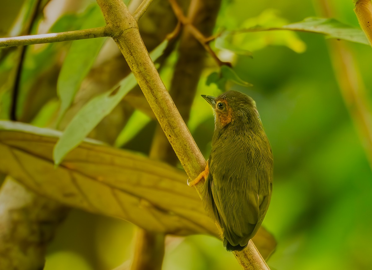 Rufous Piculet - ML644722739