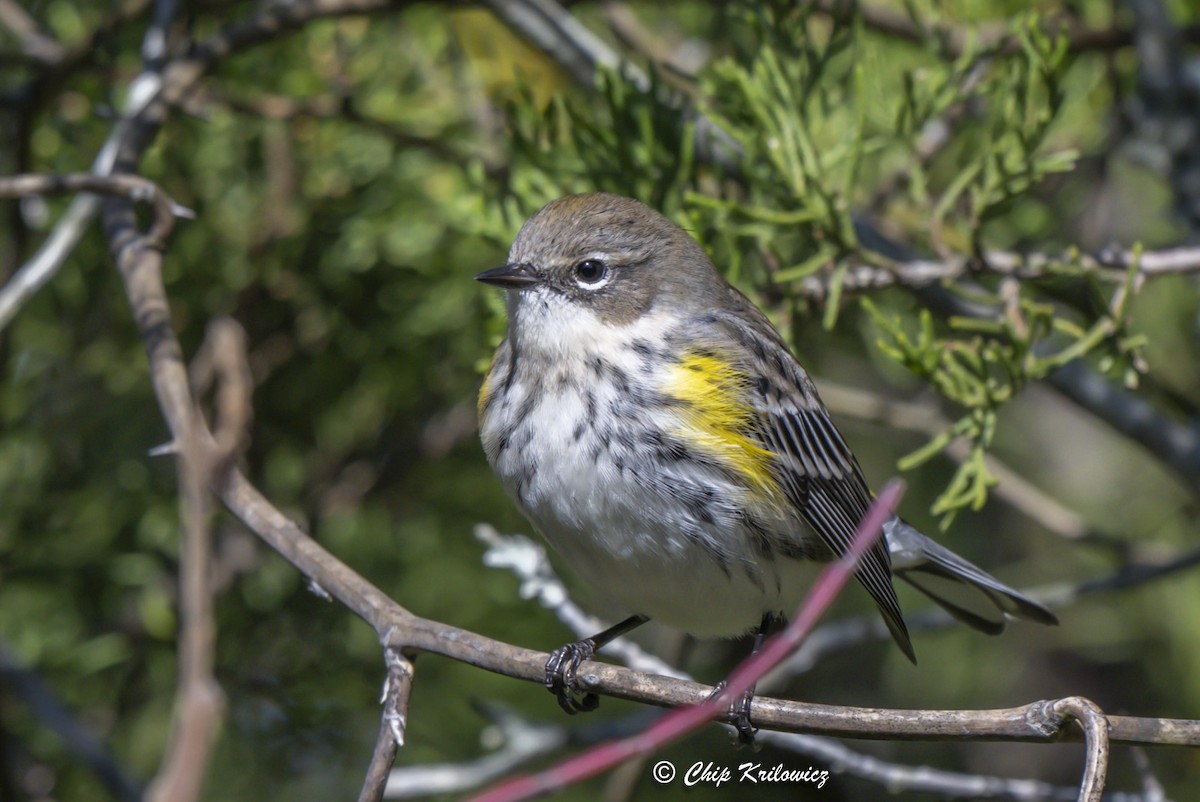 Yellow-rumped Warbler - ML644722740