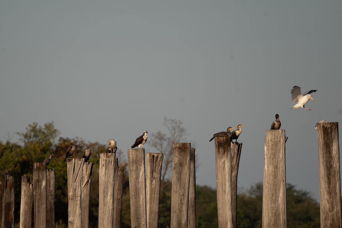 Osprey - ML644722741