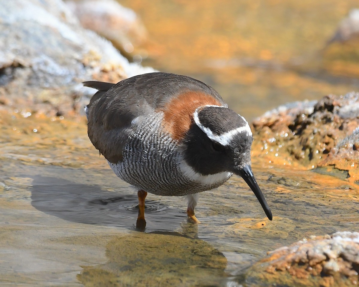 Diademed Sandpiper-Plover - ML644722743
