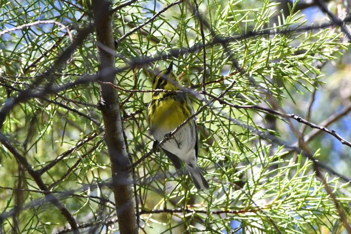 Townsend's Warbler - ML644722744